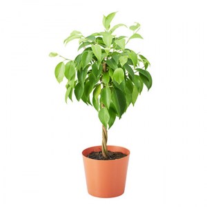 Ficus benjamina 1